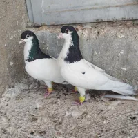 پرنده