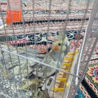 جفت عروس هلندی مفت|پرنده|تربت جام, فاز ۱ فرهنگیان|دیوار