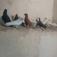 پرشتی زرنگ ۲۵تا