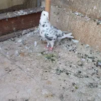 سه عدد کبوتر فروشی