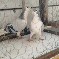 رنگی|پرنده|محمدیه-قزوین, |دیوار