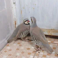 فروش مرغ خروس|حیوانات مزرعه|درمیان, |دیوار