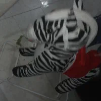 راکر گوره خر