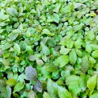 نشا کیوی خیاری