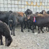 ۱۶راس میش و بره