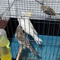 تعدادی قناری معاوضه با گرینچیک ملنگو|پرنده|قرچک, باقرآباد|دیوار