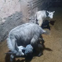 گوسفند|حیوانات مزرعه|قروه, |دیوار