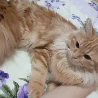 گربه