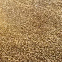 کاه نرم درجه یک دیم گندم