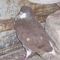 3عدد کبوتر سالم و سلامت با هم 900