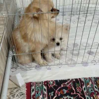 توله سگ پامرانین خرسی توله سگ پامرانین