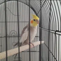 عروس هلندی نر