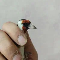 سهره نر|پرنده|کرج, مهرویلا جنوبی|دیوار