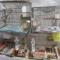 3جفت فنج مولدباقفس وهمه وسایل