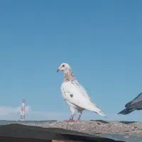 جفت سارکله هما