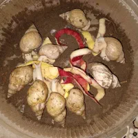 حلزون