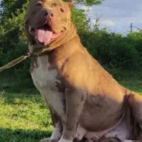 آمریکن بولی ماده سایز استاندارد