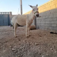 خر نر|حیوانات مزرعه|بهبهان, |دیوار