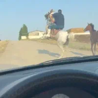 اسب|اسب و تجهیزات اسب‌سواری|نیر (اردبیل), |دیوار