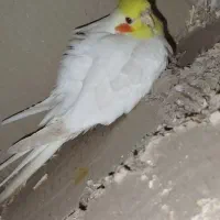 عروس هلندی