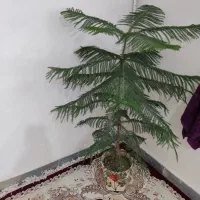گل طبیعی|گل و گیاه طبیعی|نورآباد, |دیوار