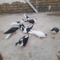 کفتر ساده  سیا  ساده افغان   ۳۵۰۰