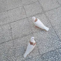 کبوتر|پرنده|کاشان, باغ ماجد|دیوار