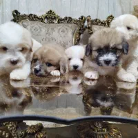 فروش سگ شیتزو تریر|سگ|آستارا, |دیوار