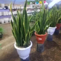 انجام صفر تا صد باغبانی