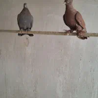 کبوتر|پرنده|یزد, |دیوار