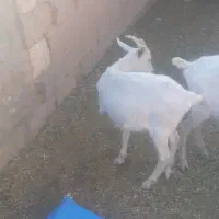 بزغاله ماده سانن فروشی