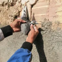کفتر آلمانی پولکی قره دم سفید نر عتیقه پرشی بوم.