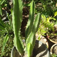 گل کاکتوس|گل و گیاه طبیعی|مشهد, هنرور|دیوار