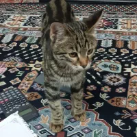 واگذاری بچه گربه بازیگوش|گربه|دماوند, دماوند|دیوار