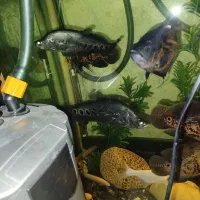 ماهی مانستر|ماهی|شیراز, سلطان آباد|دیوار