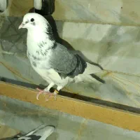 فروش کبوتر پرشی|پرنده|زرندیه, |دیوار