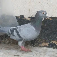 کفتر سار هفت رنگ سبز پولکی سفید|پرنده|مشهد, ابوذر|دیوار