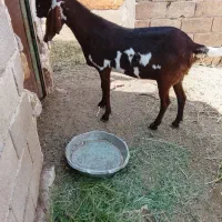 فروش بز پنجاب اصل