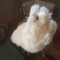 کفتر|پرنده|آسمینون, |دیوار