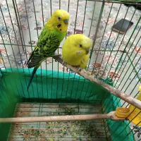 مرغ عشق|پرنده|جوانرود, |دیوار