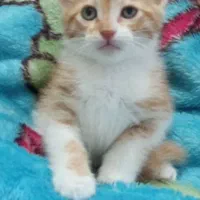 بچه گربه
