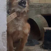 سگ دوساله نر نگهبان