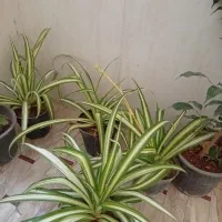 گل طبیعی|گل و گیاه طبیعی|اصفهان, کوی شهید کشوری|دیوار