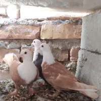 یک جفت جوجه کربلایی|پرنده|زهک, |دیوار