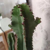 گل کاکتوس گیاه آپارتمانی|گل و گیاه طبیعی|کرج, کمال‌شهر|دیوار