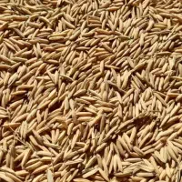 جو شیرودی|خوردنی و آشامیدنی|تولم شهر, |دیوار