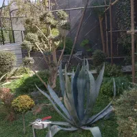 طراح و مجری فضای سبز خارجی و داخلی|خدمات باغبانی و درختکاری|اصفهان, ارغوانیه|دیوار