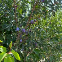 باغ ۲۱۳متری دیوار کشی با جوی آب داخل ملک