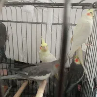 عروس هلندی|پرنده|میانه, |دیوار