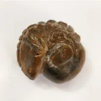 فسیل تریلوبیت بزرگ و کلکسیونی مناسب موزه